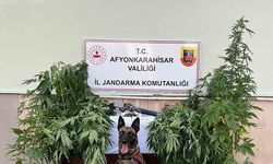 Kova içerisinde kenevir yetiştiren 2 şahsa jandarmadan operasyon