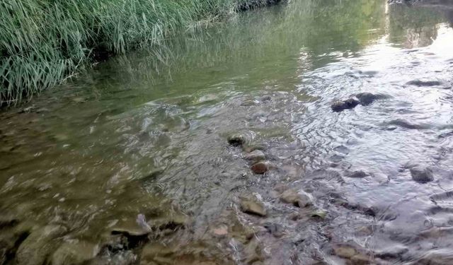 Gediz nehrinde balık ölümleri endişelendiriyor